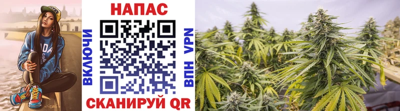 Бошки Шишки Amnesia  Купить где  Старая Русса 